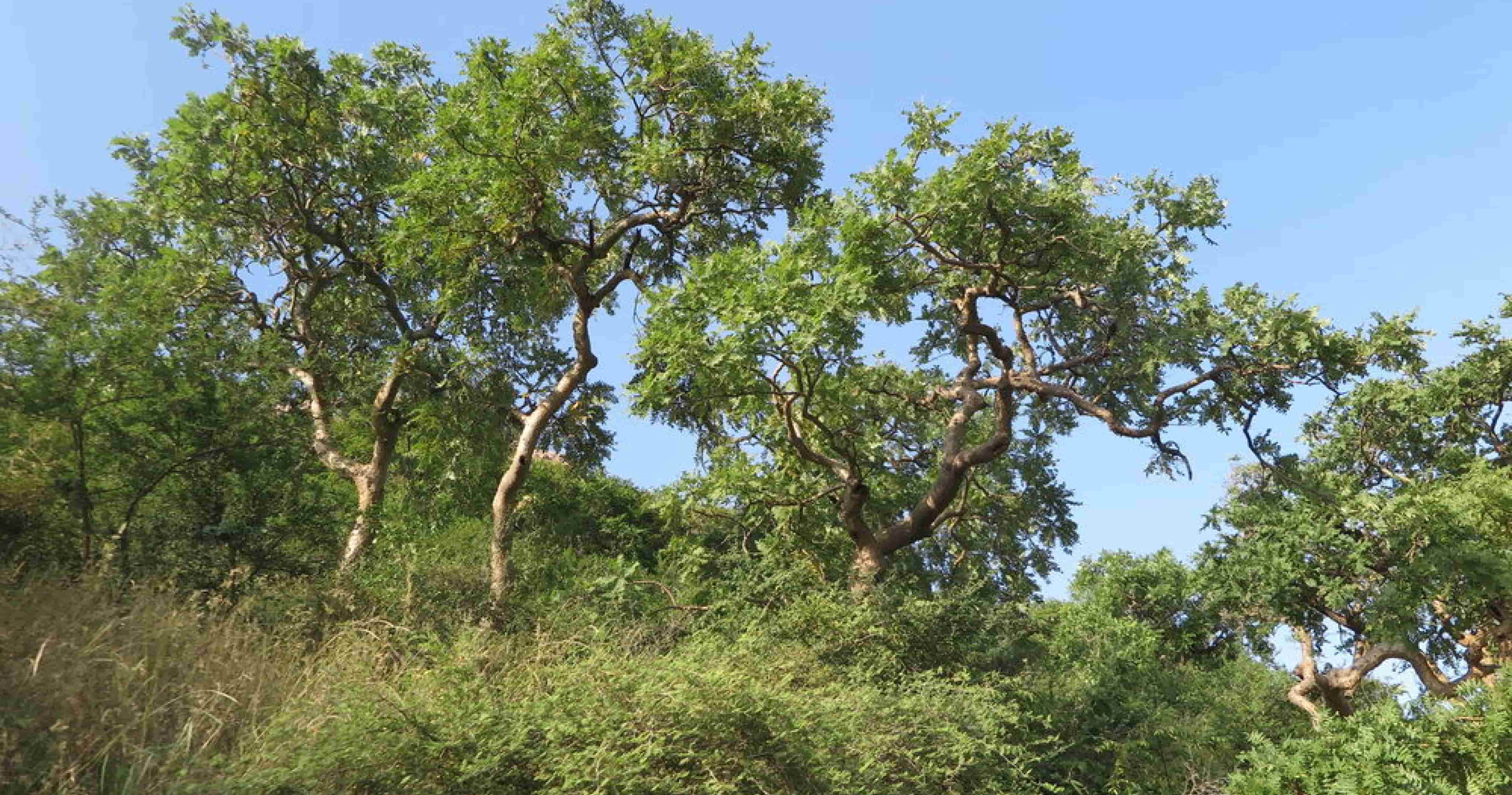 boswellia_serrata_1140x600.jpg